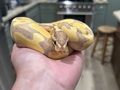 Ball python