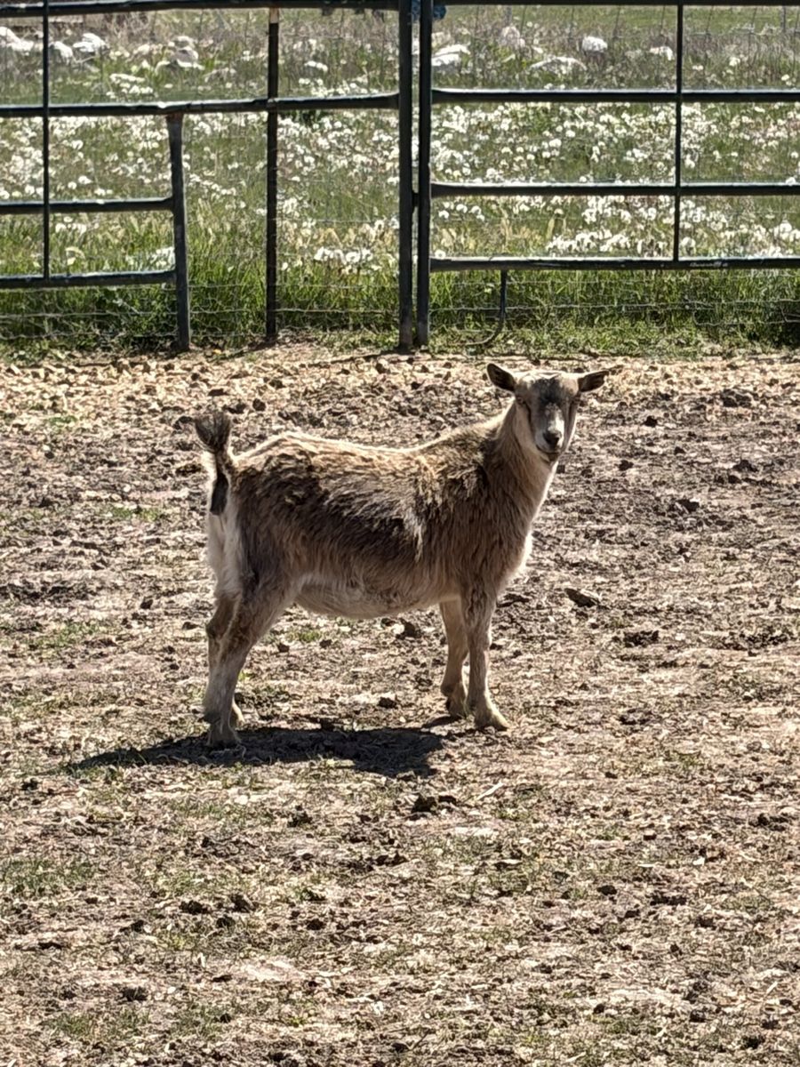 Pygmy Goats for sell