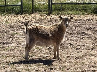 Pygmy Goats for sell