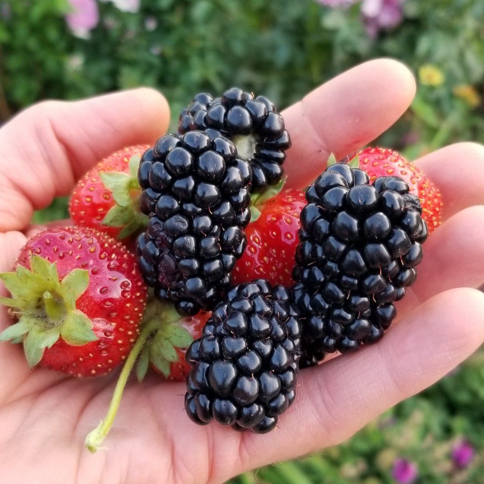 Blackberry and Rasperry Plants