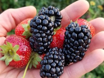 Blackberry and Rasperry Plants