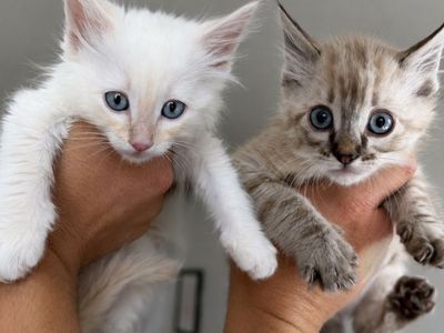 Ragdoll mix kittens