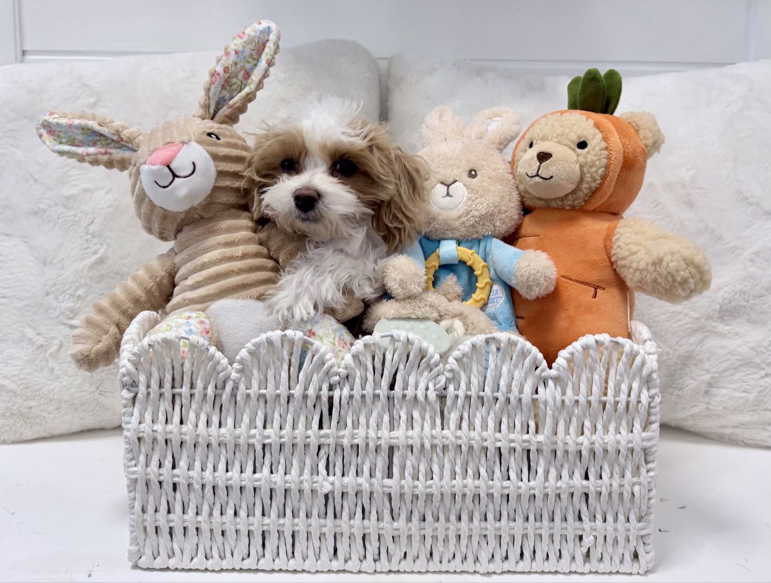 Mr. Churro Multigen Male Maltipoo