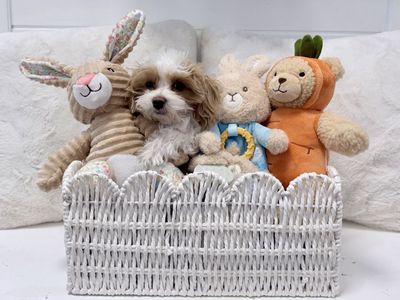 Mr. Churro Multigen Male Maltipoo