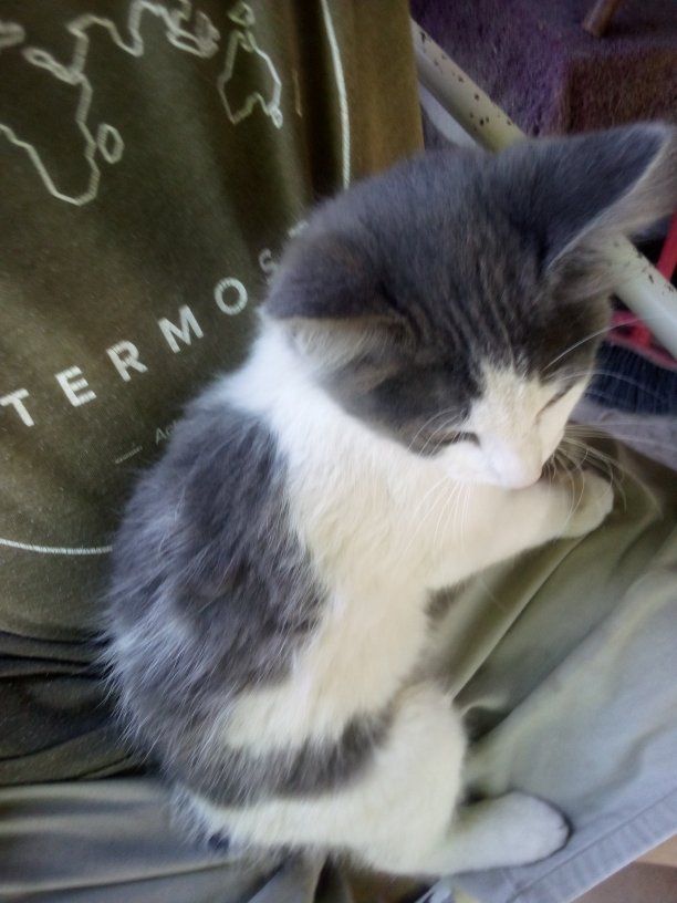 outside kittens ready for a new home