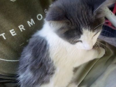 outside kittens ready for a new home