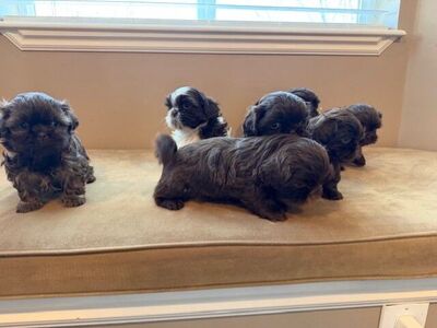 AKC rare colored Shih Tzu puppies