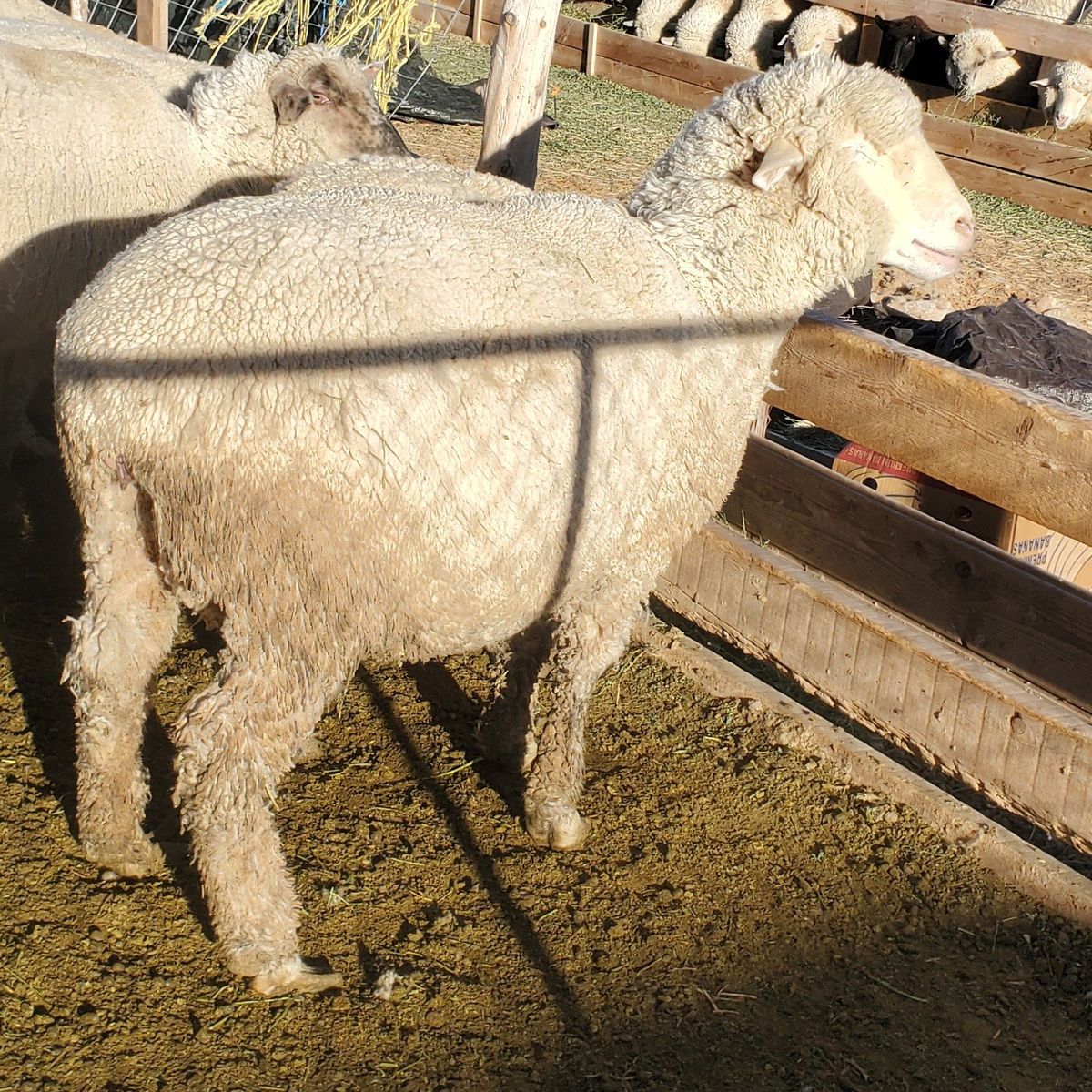 Sheep For Sale