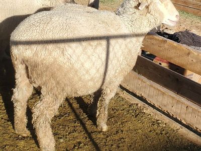 Sheep For Sale