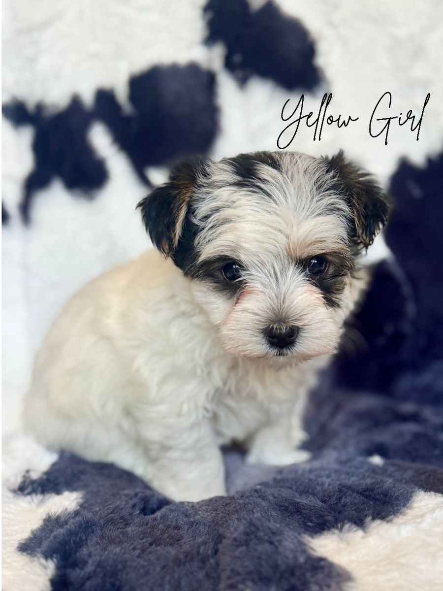 Schnauzer Yorkie cross