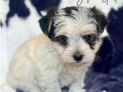 Schnauzer Yorkie cross