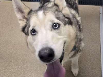 Hello my name is Bow