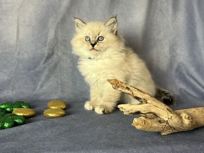 Adorable "hypoallergenic" Siberian Forest and Neva Masquerade Kittens