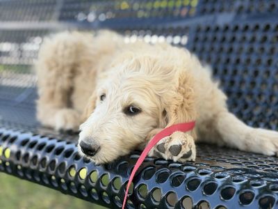Summer Special— Adorable Goldendoodle Male Puppy