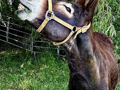 Black Jack Donkey