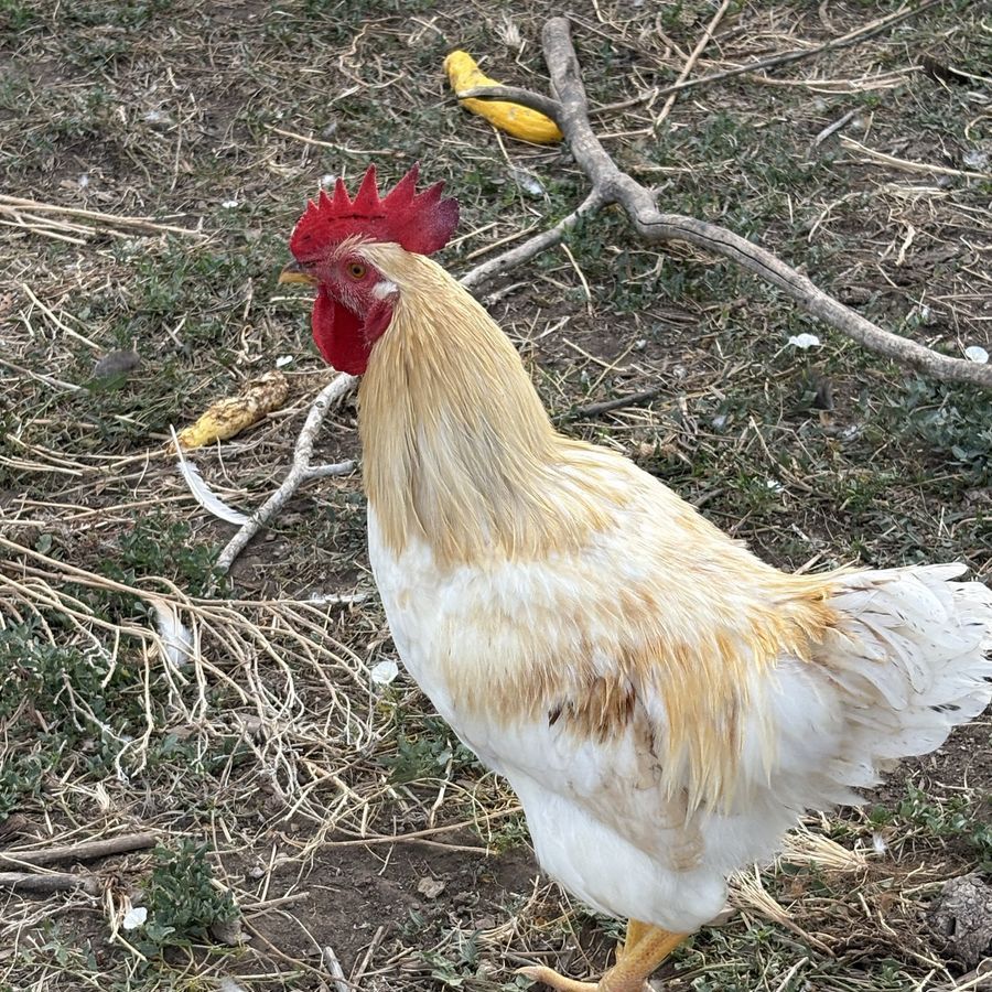 Young healthy rooster, 4 months old