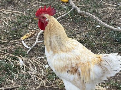 Young healthy rooster, 4 months old