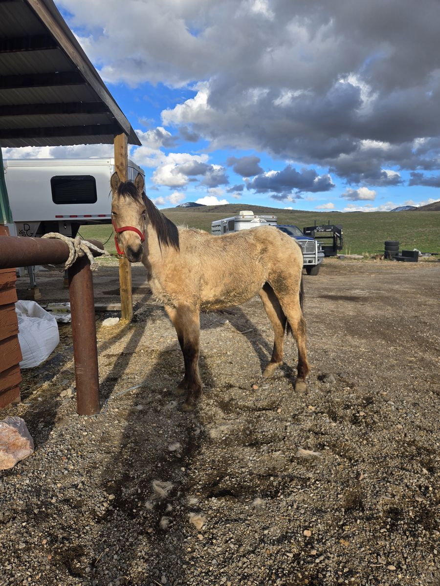 Buckskin yearling Colt