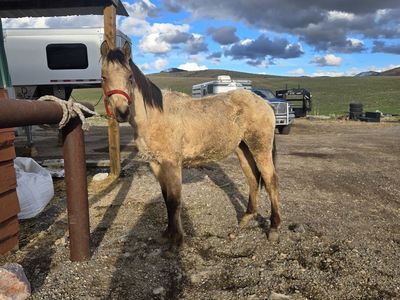Buckskin yearling Colt
