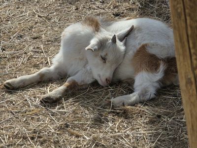 Nigerian Dwarf Buckling