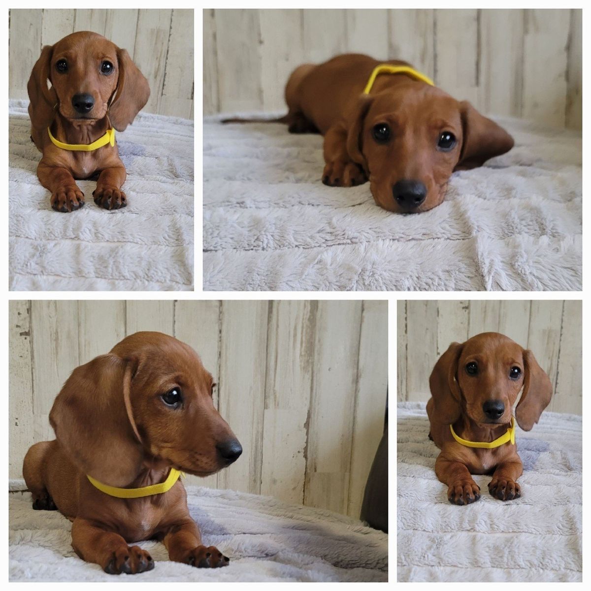 Sweet Female Dachshund / Doxie puppy