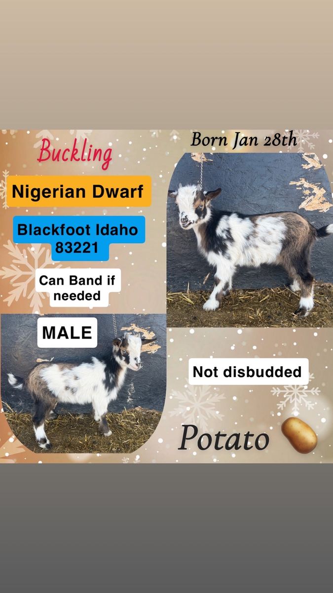 Nigerian Dwarf Buckling Male GoatS Baby
