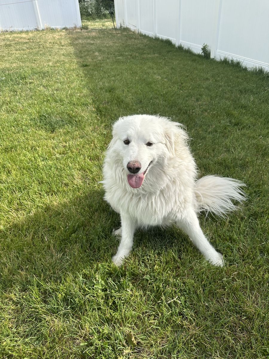 Great Pyrenees Livestock Guardian Dog - Looking for new home