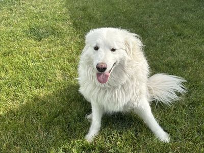 Great Pyrenees Livestock Guardian Dog - Looking for new home