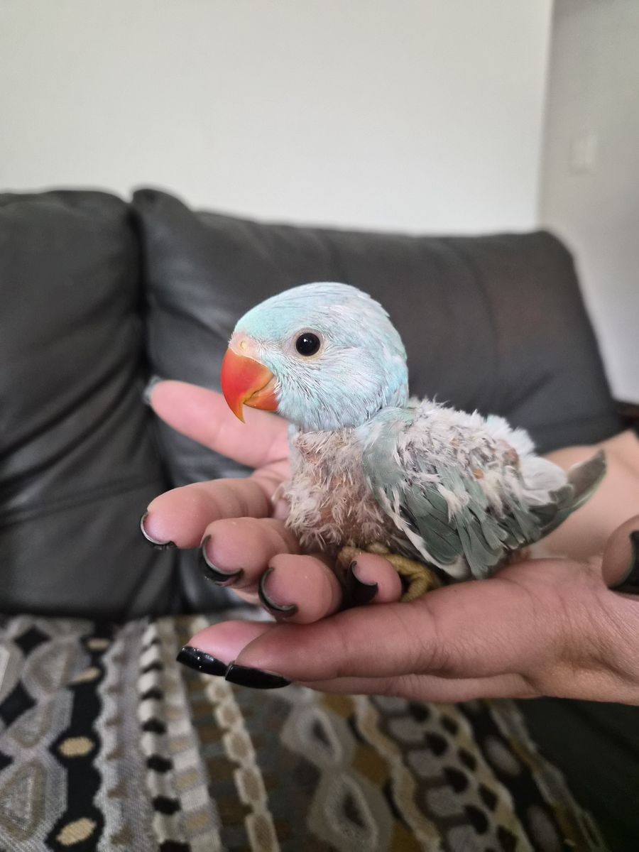 Baby Indian Ringnecks
