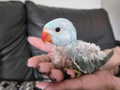 Baby Indian Ringnecks