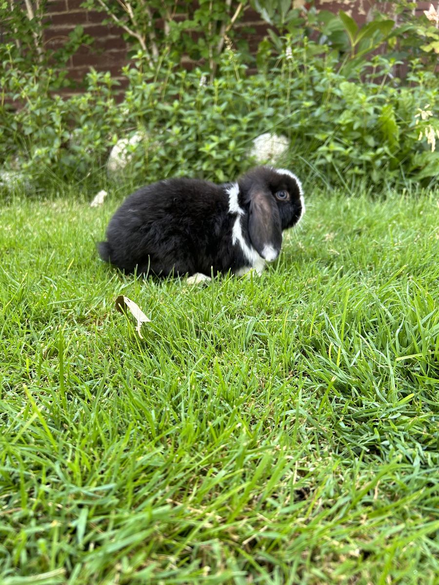 Holland lop Bucks