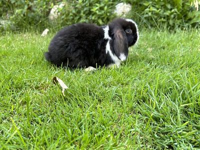Holland lop Bucks