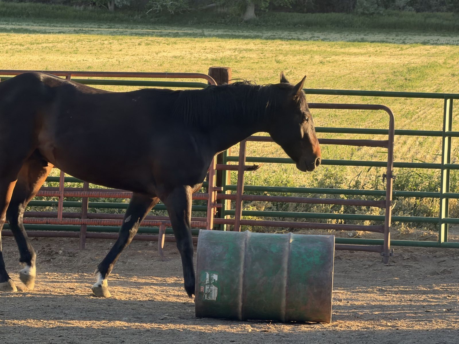 Quarter horse