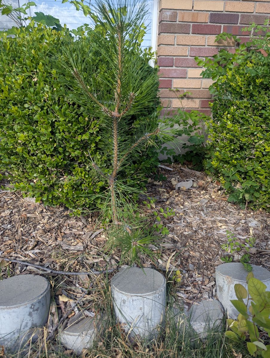Small pine tree