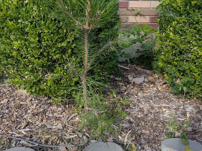 Small pine tree