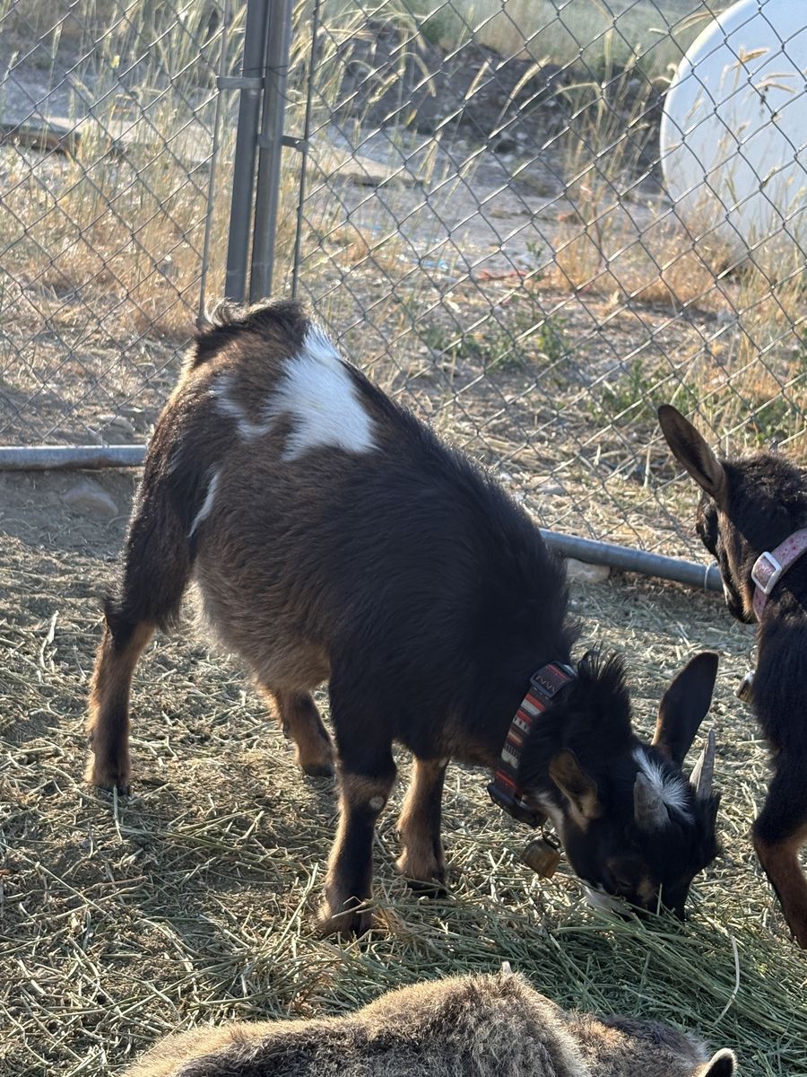 Fainting Billy goat