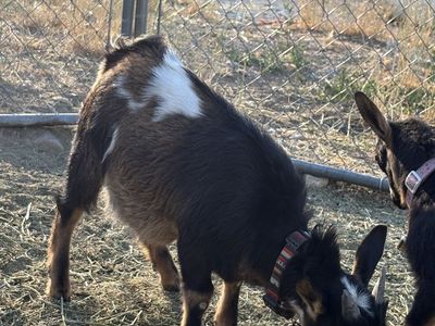 Fainting Billy goat