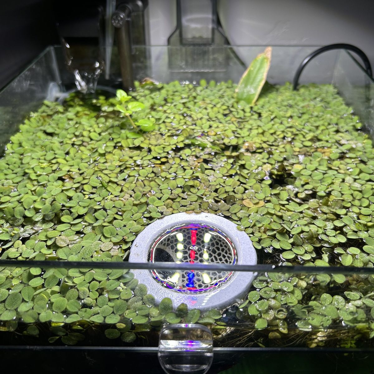 Free aquarium plant mini salvinia