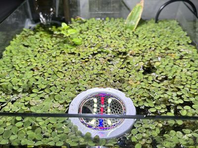 Free aquarium plant mini salvinia