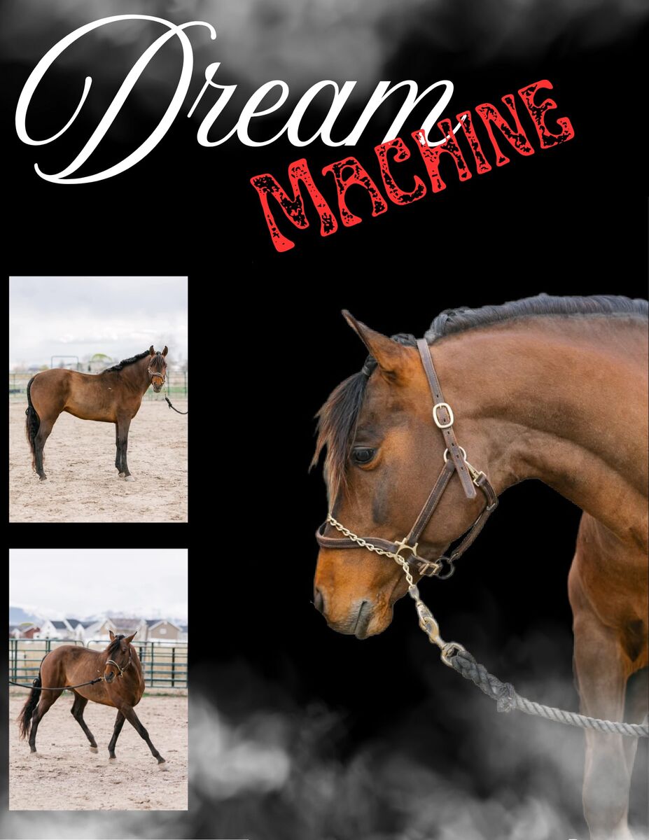 Imported Stallion Dream Machine — Son of the Legendary Machine Made for Stud.