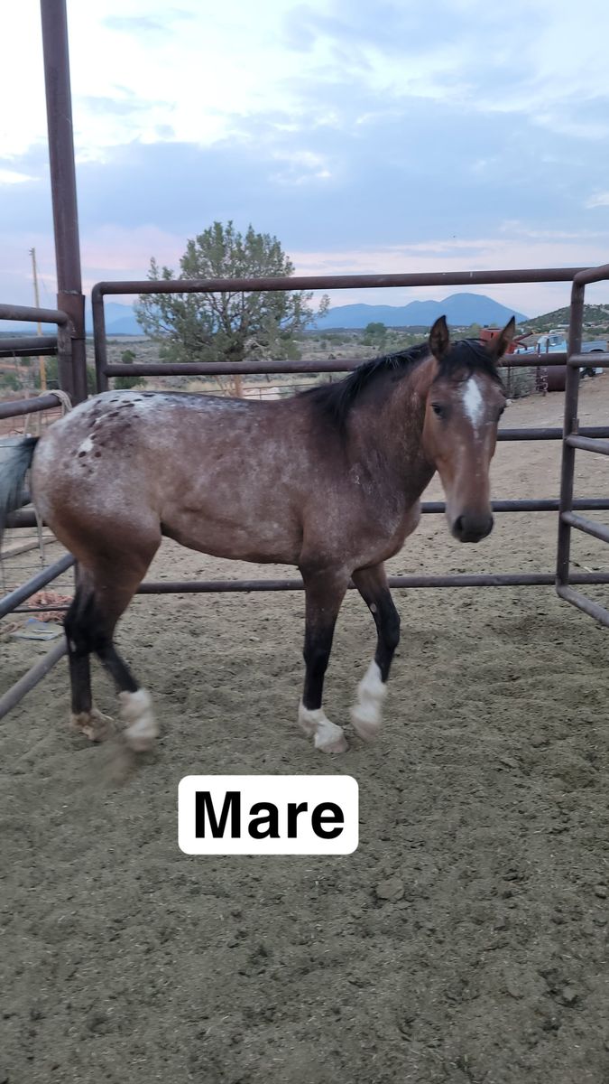 Appy mare
