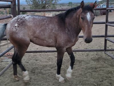Appy mare