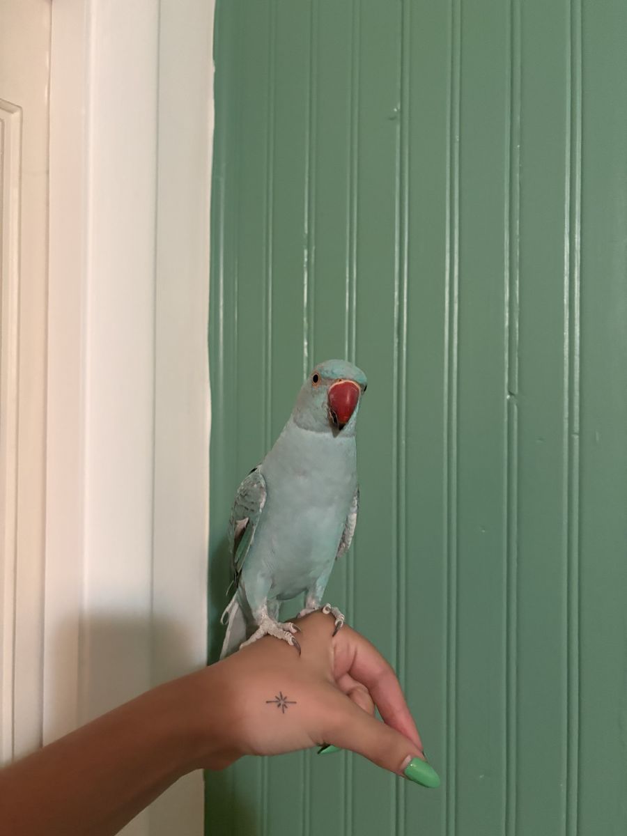 Blue Indian Ringneck