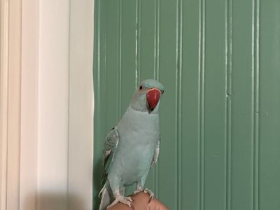 Blue Indian Ringneck