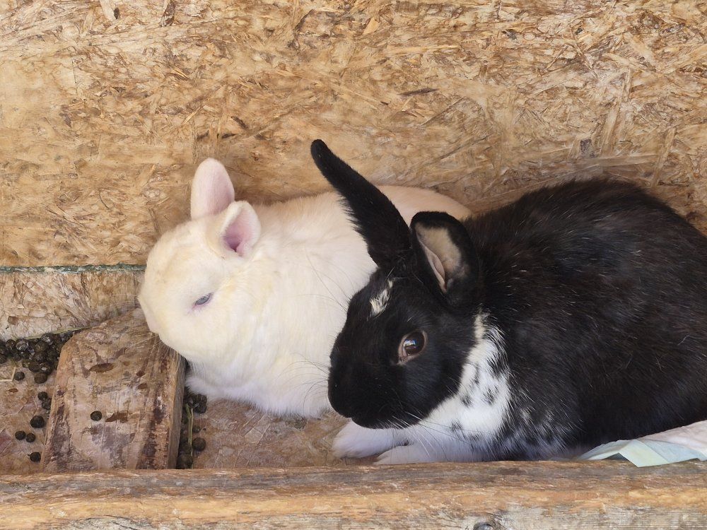 bunnies
