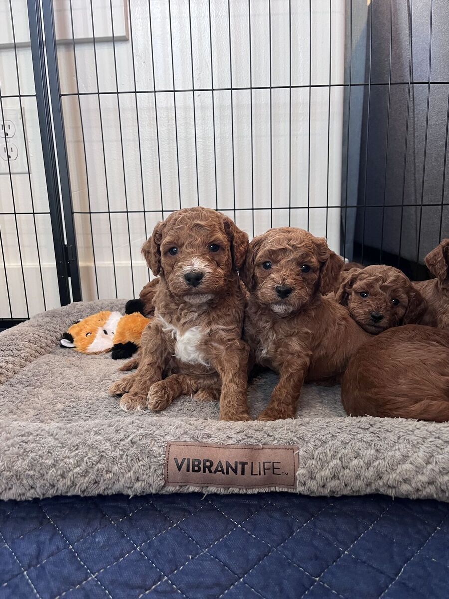 Micro/Mini Goldendoodle Puppies
