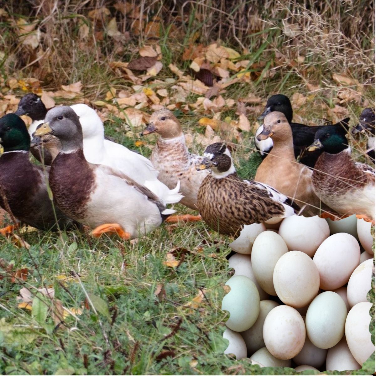 !!Wanted!! Call duck hatching eggs