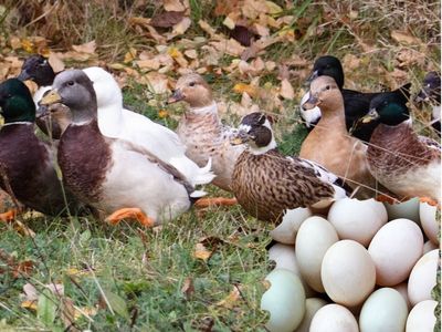 !!Wanted!! Call duck hatching eggs