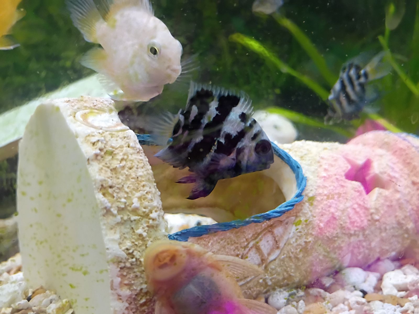 Pollar Parrot Cichlid