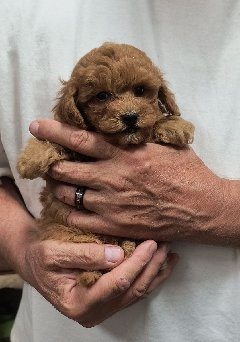 Adorable Toy Poodle Puppies